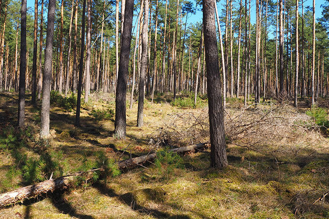 Maßnahmen Projekt Gläserner Forstbetrieb - Foto: Jeanette Blumröder
